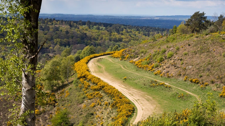 Spring at Hindhead Commons and Devil's Punch Bowl, Surrey
